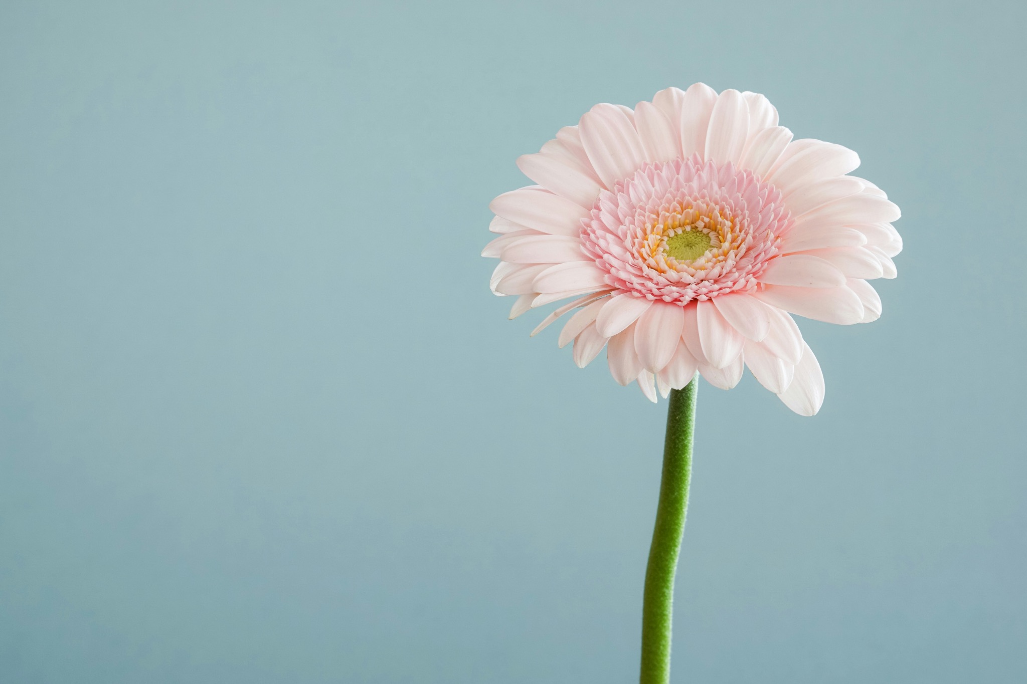A soft pink flower representing renewal